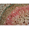 Набор готовых микропрепаратов LEVENHUK N38 NG 29278